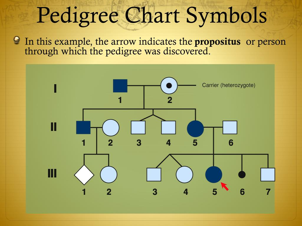 PPT What Is A Pedigree PowerPoint Presentation Free Download ID 