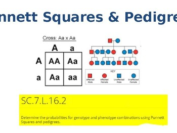 Punnett Squares And Pedigrees By Judy Bremner TPT