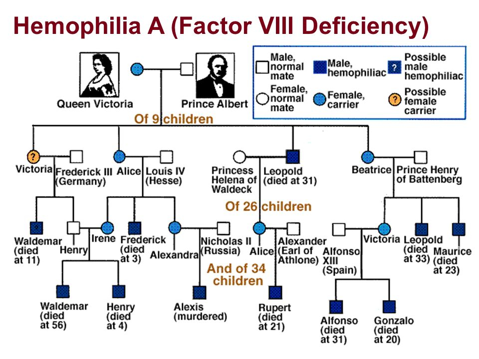 Queen Victoria Family Tree Of Hemophilia Terragugl