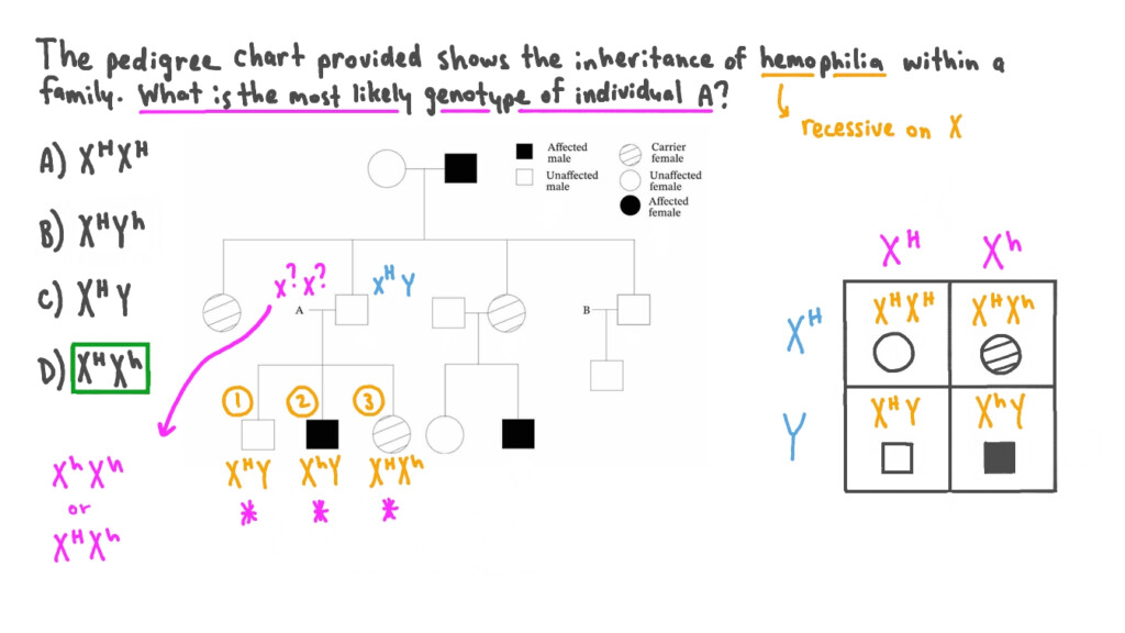Question Video Identifying The Genotype Of An Individual From A 