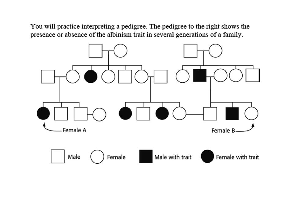 Quia Genetics Punnett Squares And Pedigrees
