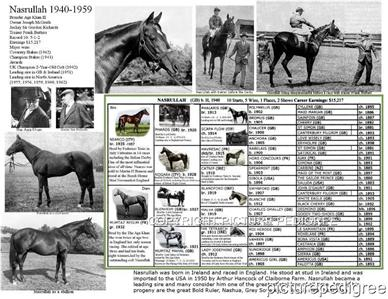 Race Horse NASRULLAH Grandsire Of Secretariat Ruffian Picture 
