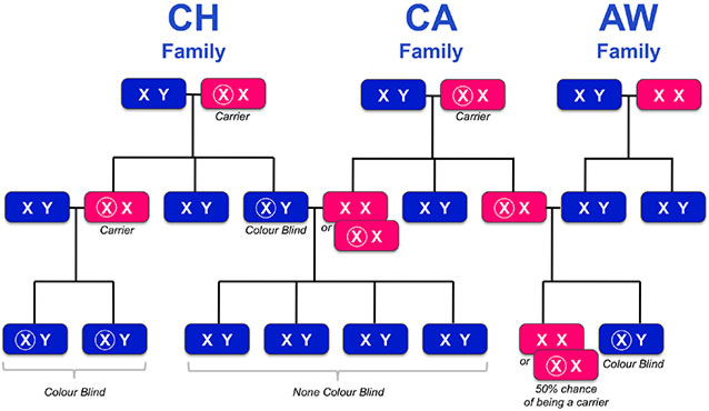 Real Family Tree Colour Blind Awareness