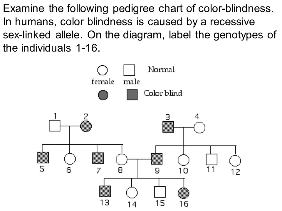 Red Green Color Blindness Pedigree Chart Ponasa