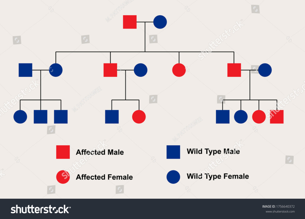 Simple Autosomal Dominant Pedigree Chart Located Stock Vector Royalty 