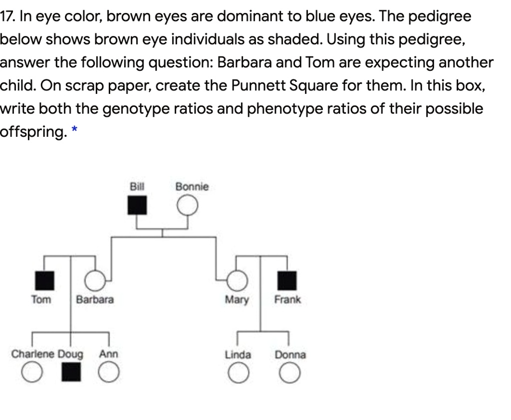 SOLVED 17 In Eye Color Brown Eyes Are Dominant To Blue Eyes The 