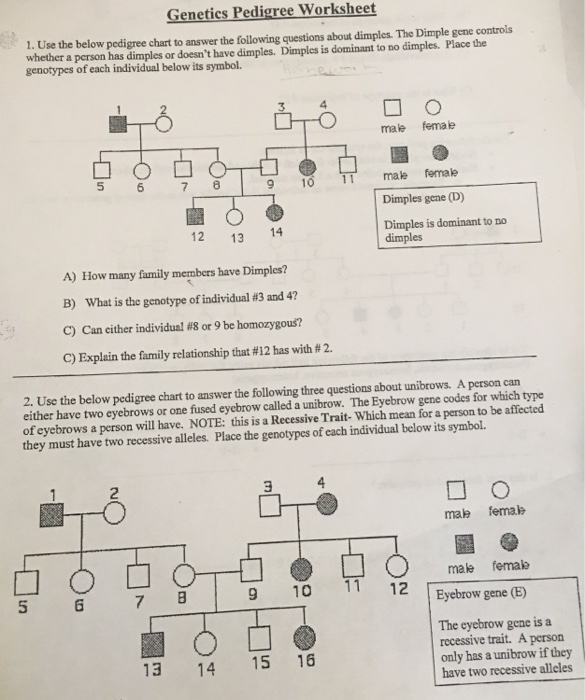 Solved Genetics Pedigree Worksheet 1 Use The Below Pedigree Chegg