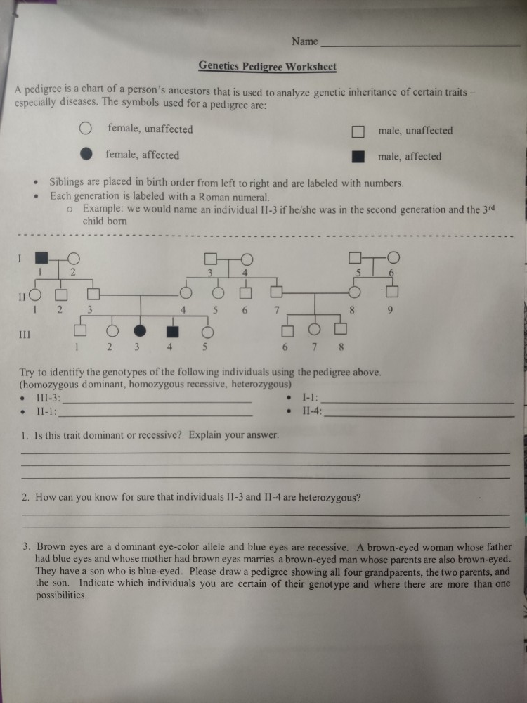 Solved Name Genetics Pedigree Worksheet A Pedigree Is A Chegg