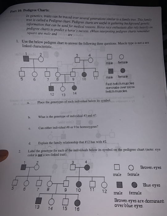 Solved Part 10 Pedigree Charts In Genetics Traits Can Be Chegg