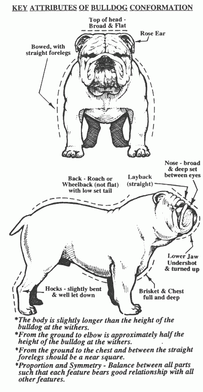 Standard English Bulldog Charts Ambers English Bulldogs