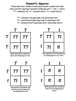 Summary About Punnet Squares Mandelin 2000 Geometry