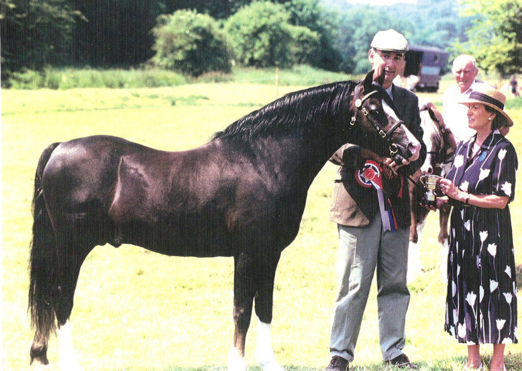  Telynau Royal Charter Saddle Lake Equestrian Center
