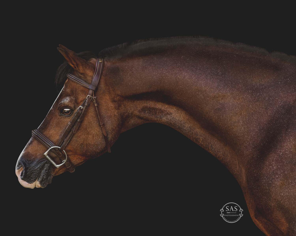  Telynau Royal Charter Saddle Lake Equestrian Center