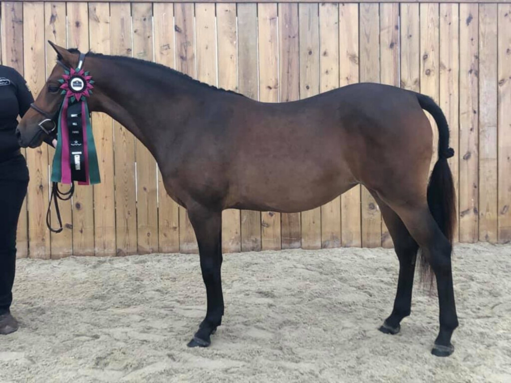  Telynau Royal Charter Saddle Lake Equestrian Center