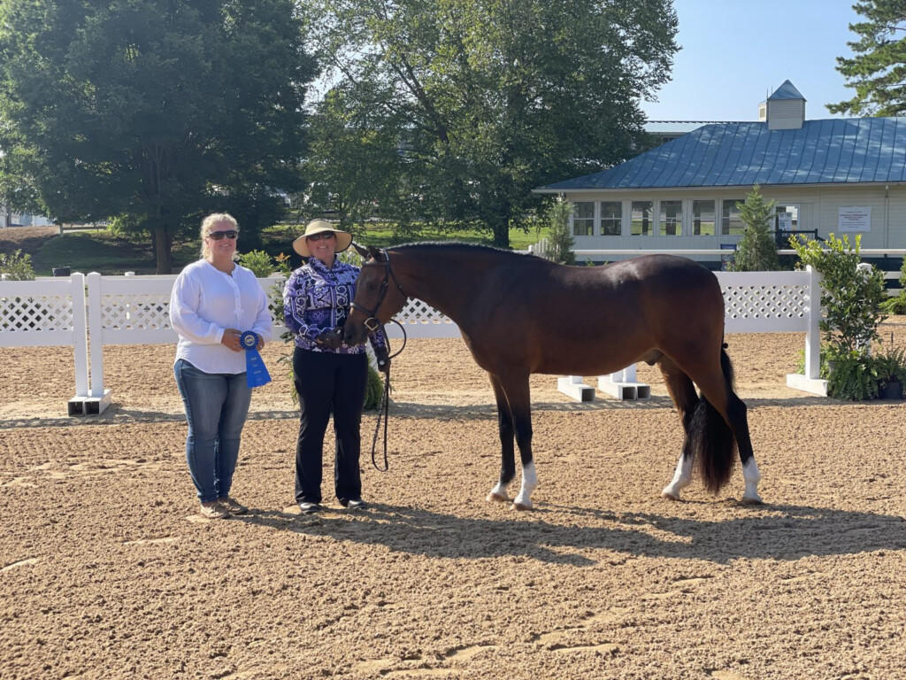  Telynau Royal Charter Saddle Lake Equestrian Center