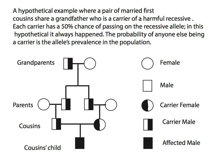 The Genetics Of Cousin Marriage JSTOR Daily