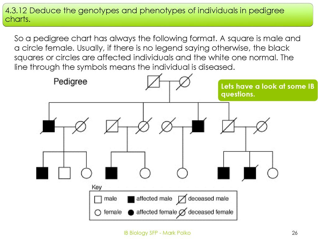 Topic 4 Genetics 4 3 Theoretical Genetics IB Biology SFP Mark Polko 