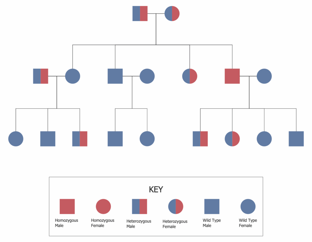 Types Of Family Tree Chart Family Tree Chart Charts