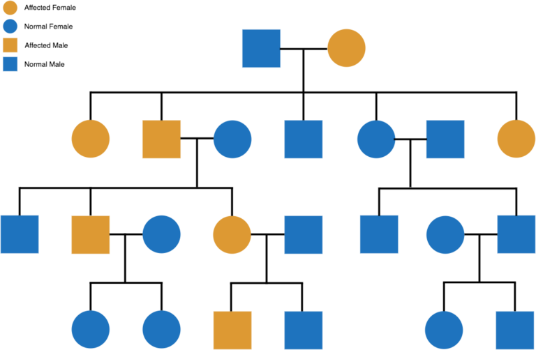 Understanding Your Family s Pedigree My Faulty Gene