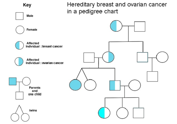 Using Pedigrees To Visualize Inheritance Educational Resources K12 