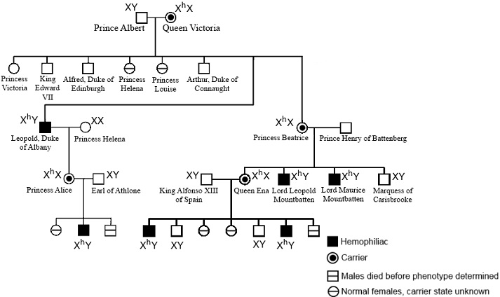 Using Pedigrees To Visualize Inheritance Educational Resources K12 