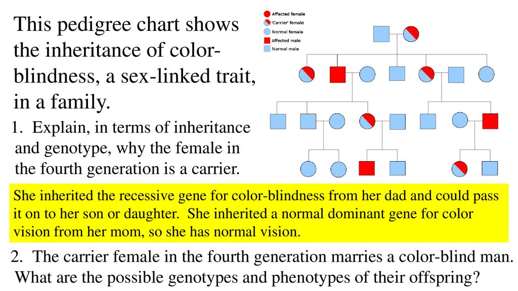 What Is A Pedigree Chart Ppt Download