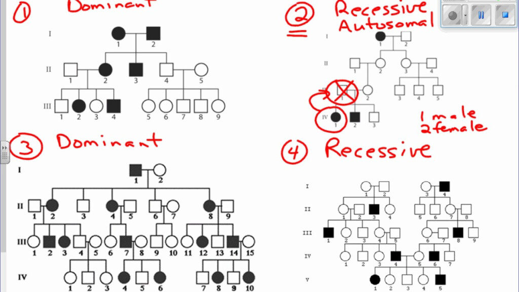 X Linked Dominant Inheritance Examples