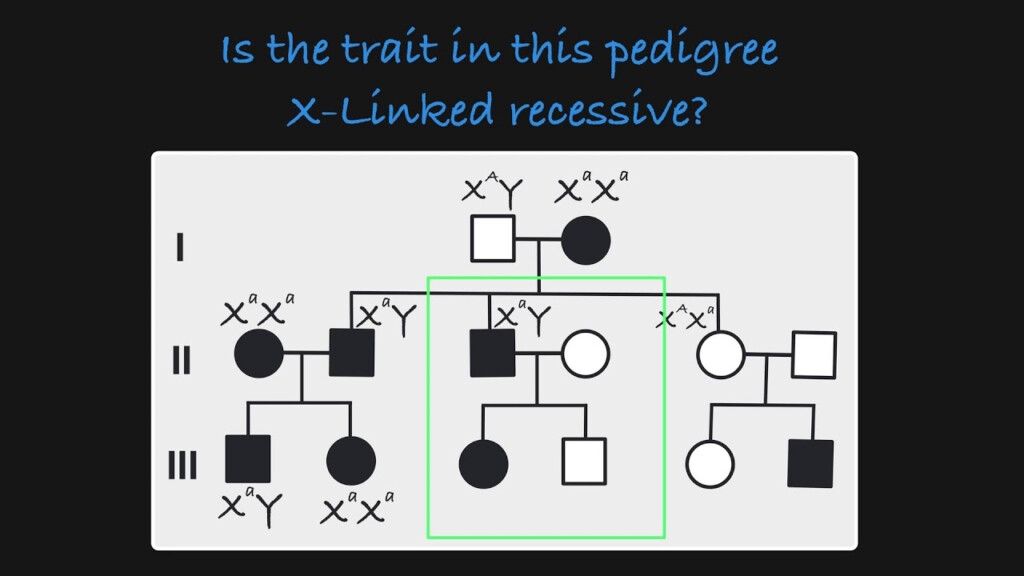 X Linked Gene