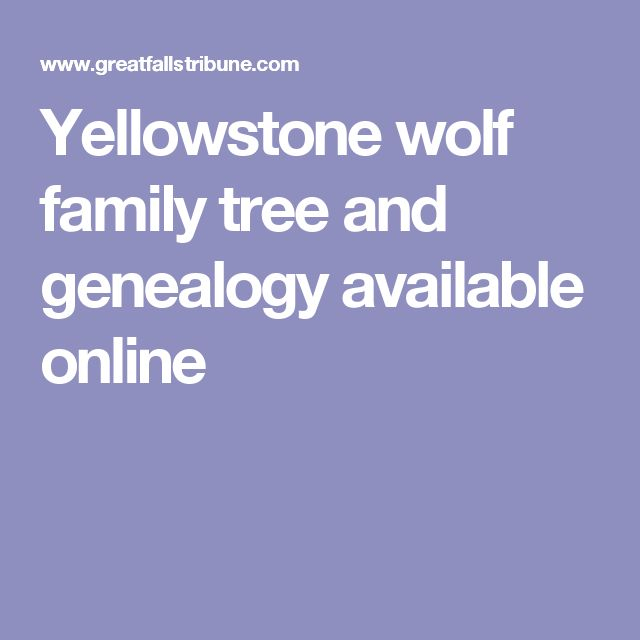 Yellowstone Wolf Family Tree And Genealogy Available Online